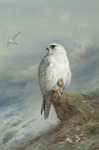 Wikoo.org - موسوعة الفنون الجميلة - اللوحة، العمل الفني Archibald Thorburn - A Greenland Falcon
