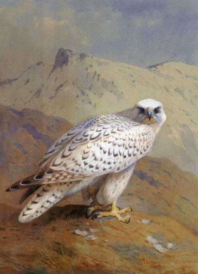 Wikioo.org - Encyklopedia Sztuk Pięknych - Malarstwo, Grafika Archibald Thorburn - A Greenland, Or Gyr Falcon