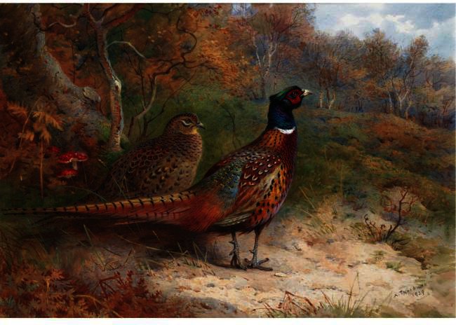 Wikioo.org – L'Encyclopédie des Beaux Arts - Peinture, Oeuvre de Archibald Thorburn - Une poule et un coq faisan