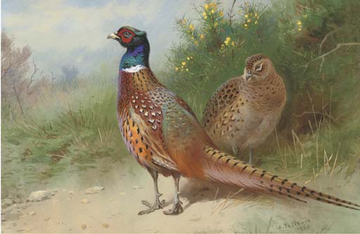 WikiOO.org – 美術百科全書 - 繪畫，作品 Archibald Thorburn - 母鸡和公鸡雉通过金雀花
