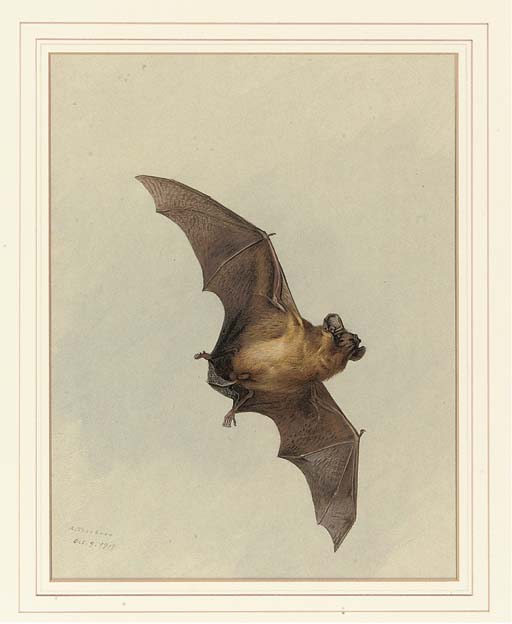 Wikioo.org – L'Enciclopedia delle Belle Arti - Pittura, Opere di Archibald Thorburn - Un pipistrello ferro di cavallo