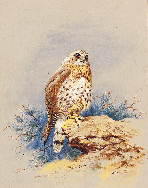 Wikioo.org - The Encyclopedia of Fine Arts - Painting, Artwork by Archibald Thorburn - A Kestrel Perched On A Rock
