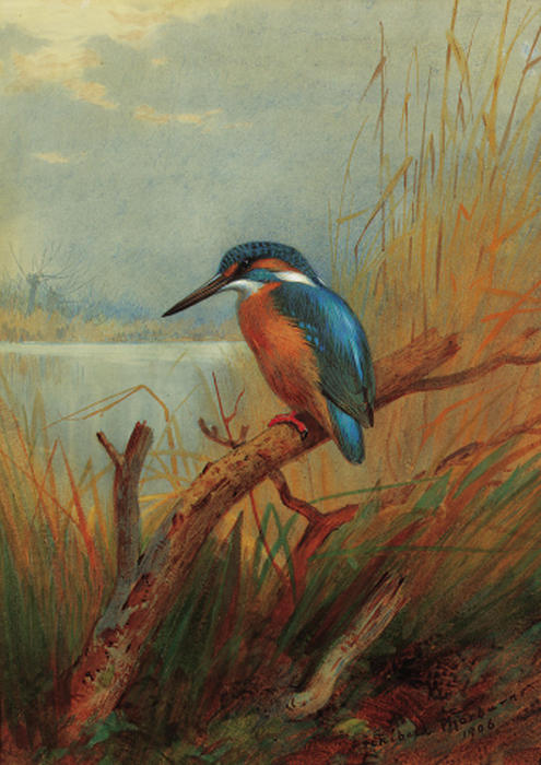 WikiOO.org - Enciclopédia das Belas Artes - Pintura, Arte por Archibald Thorburn - A Kingfisher