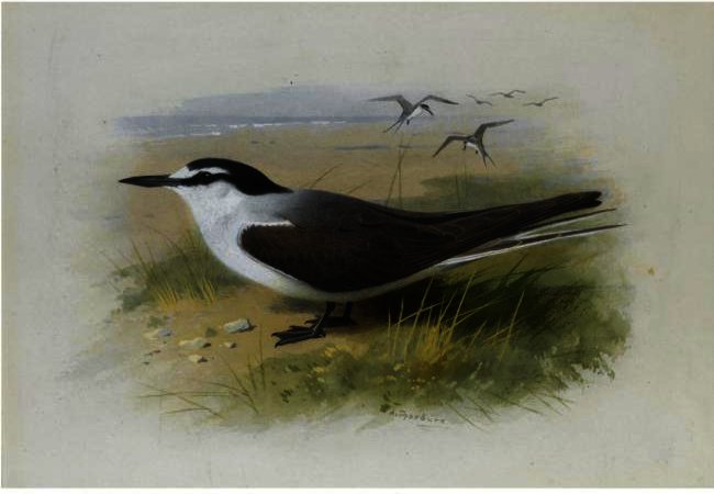 WikiOO.org - Encyclopedia of Fine Arts - Maalaus, taideteos Archibald Thorburn - A Lesser Sooty Tern