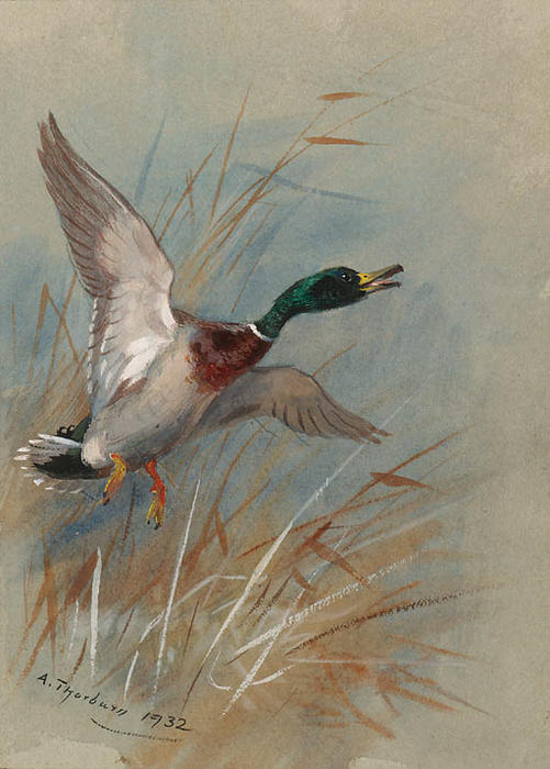 Wikioo.org – La Enciclopedia de las Bellas Artes - Pintura, Obras de arte de Archibald Thorburn - Un pato silvestre Rising De Cañas