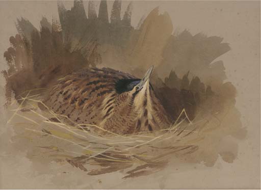 Wikioo.org - The Encyclopedia of Fine Arts - Painting, Artwork by Archibald Thorburn - A Nesting Bittern