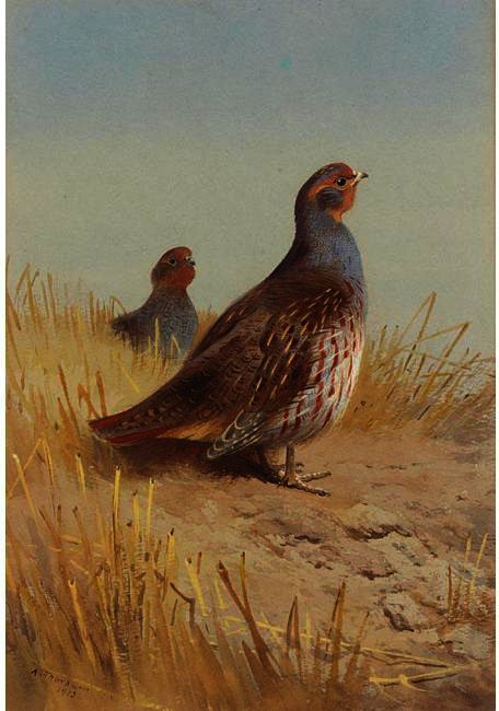 Wikioo.org - The Encyclopedia of Fine Arts - Painting, Artwork by Archibald Thorburn - A Pair Of English Partridges