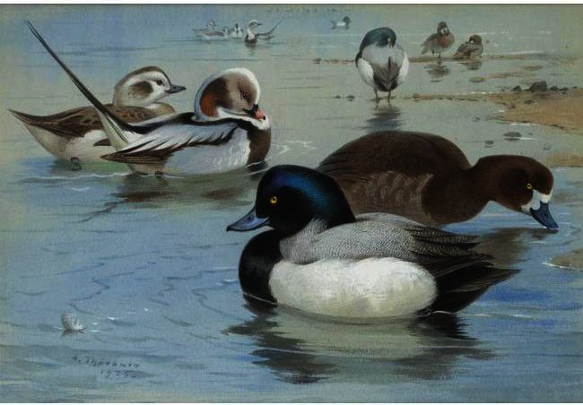 WikiOO.org – 美術百科全書 - 繪畫，作品 Archibald Thorburn - 一岗双长尾鸭和一对Scaup