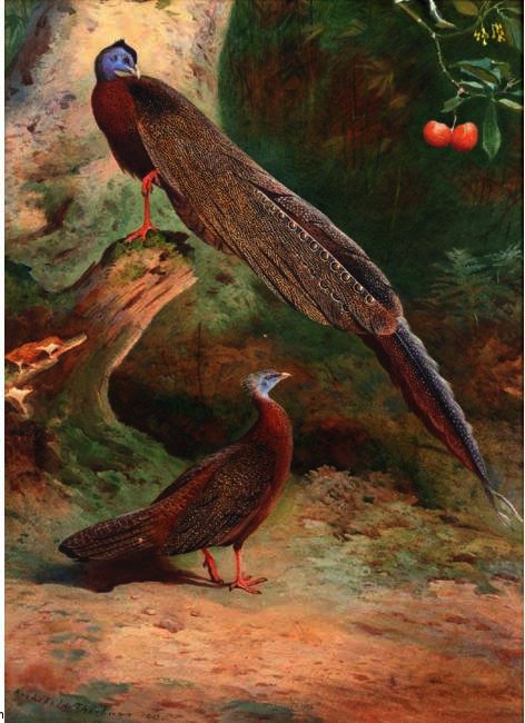 Wikioo.org - The Encyclopedia of Fine Arts - Painting, Artwork by Archibald Thorburn - A Pair Of Malay Arguses