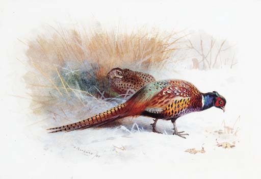 WikiOO.org - Enciclopédia das Belas Artes - Pintura, Arte por Archibald Thorburn - A Pair Of Pheasants
