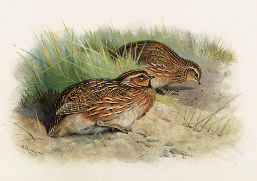Wikioo.org - The Encyclopedia of Fine Arts - Painting, Artwork by Archibald Thorburn - A Pair Of Quail