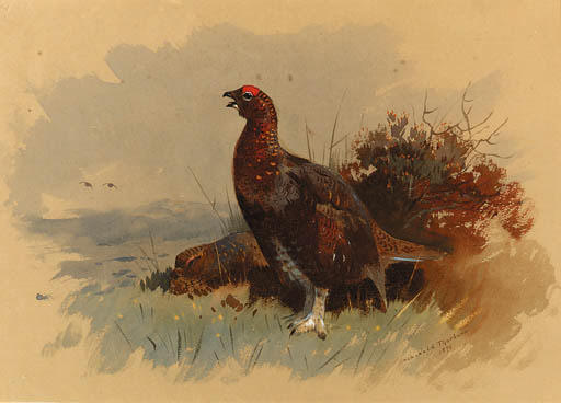 Wikioo.org - The Encyclopedia of Fine Arts - Painting, Artwork by Archibald Thorburn - A Pair Of Red Grouse Among Heather