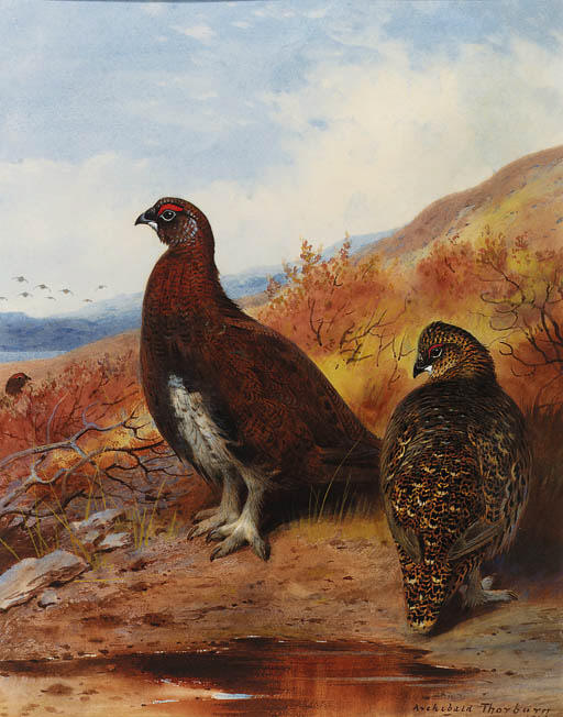 WikiOO.org - Encyclopedia of Fine Arts - Lukisan, Artwork Archibald Thorburn - A Pair Of Red Grouse At The Water's Edge, In Moorland