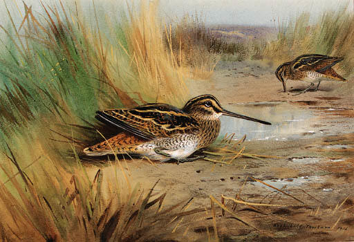 WikiOO.org - Encyclopedia of Fine Arts - Maalaus, taideteos Archibald Thorburn - A Pair Of Snipe