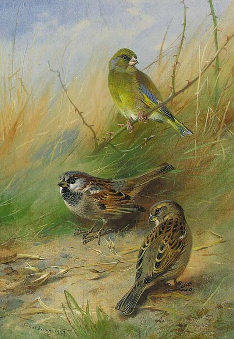 Wikioo.org - The Encyclopedia of Fine Arts - Painting, Artwork by Archibald Thorburn - A Pair Of Sparrows And A Greenfinch