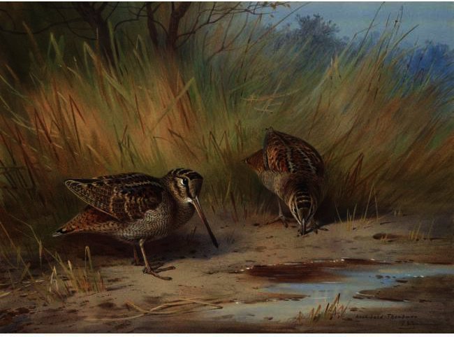 Wikioo.org - The Encyclopedia of Fine Arts - Painting, Artwork by Archibald Thorburn - A Pair Of Woodcock
