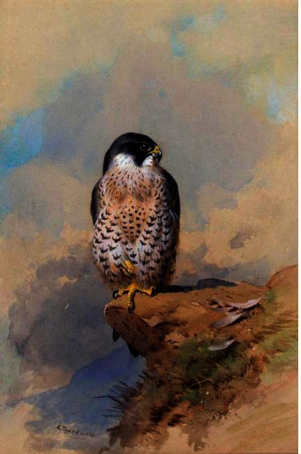 Wikoo.org - موسوعة الفنون الجميلة - اللوحة، العمل الفني Archibald Thorburn - A Peregrine Falcon