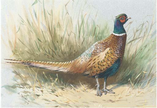 Wikioo.org - Encyklopedia Sztuk Pięknych - Malarstwo, Grafika Archibald Thorburn - A Pheasant