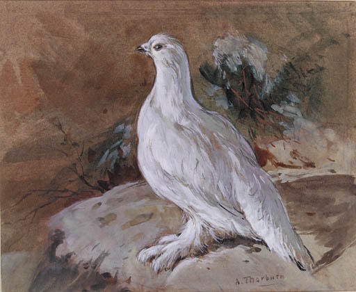 Wikioo.org - The Encyclopedia of Fine Arts - Painting, Artwork by Archibald Thorburn - A Ptarmigan Resting