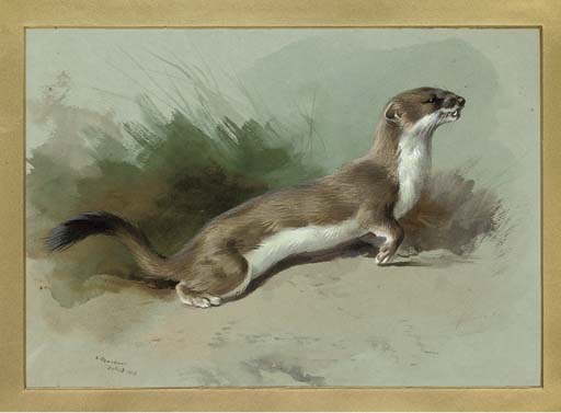 Wikioo.org - The Encyclopedia of Fine Arts - Painting, Artwork by Archibald Thorburn - A Stoat On The Alert