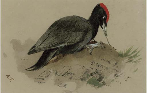 Wikoo.org - موسوعة الفنون الجميلة - اللوحة، العمل الفني Archibald Thorburn - A Swedish Woodpecker