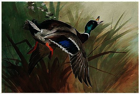 WikiOO.org - Εγκυκλοπαίδεια Καλών Τεχνών - Ζωγραφική, έργα τέχνης Archibald Thorburn - A Winged Mallard