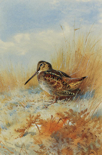 WikiOO.org - Enciclopédia das Belas Artes - Pintura, Arte por Archibald Thorburn - A Woodcock At The Edge Of A Field