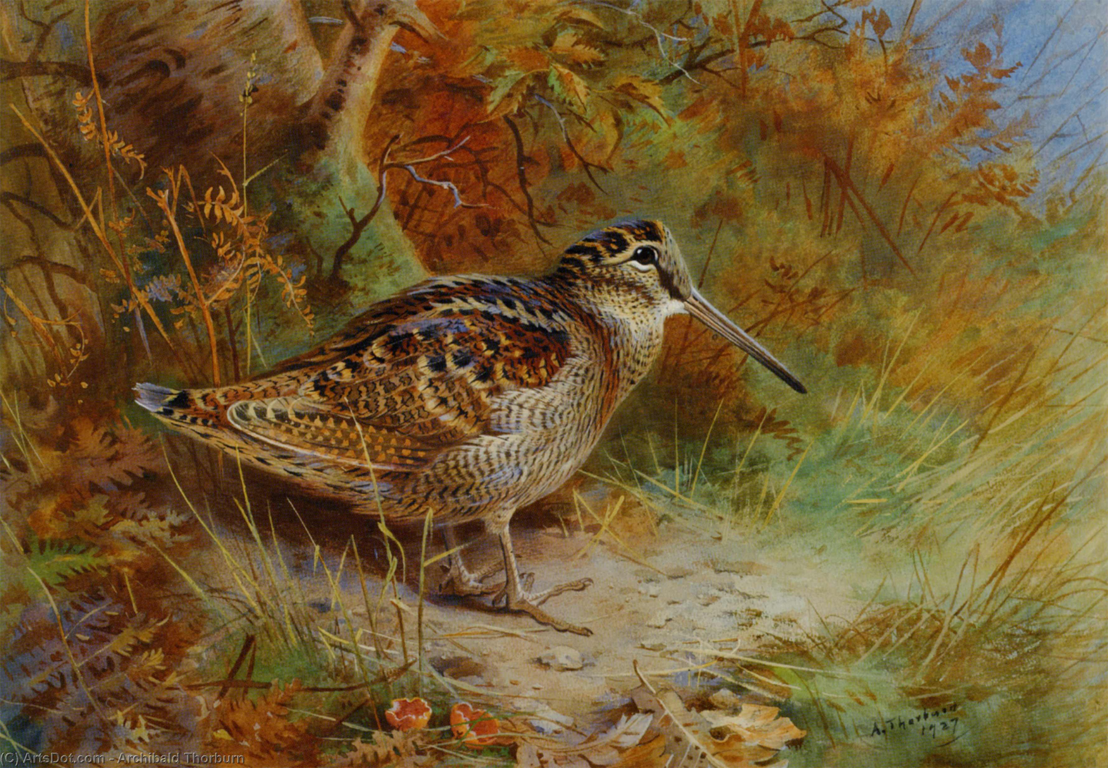 Wikioo.org - The Encyclopedia of Fine Arts - Painting, Artwork by Archibald Thorburn - A Woodcock