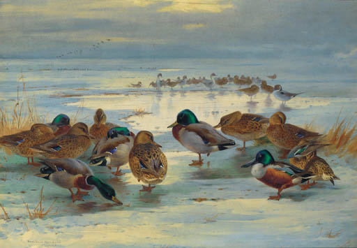 Wikioo.org - The Encyclopedia of Fine Arts - Painting, Artwork by Archibald Thorburn - As Evening Deepens; Mallard, Shoveler And Pintail