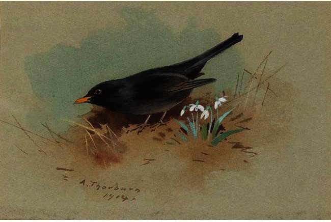 Wikioo.org - The Encyclopedia of Fine Arts - Painting, Artwork by Archibald Thorburn - Blackbird