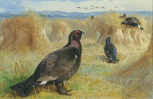 Wikioo.org - The Encyclopedia of Fine Arts - Painting, Artwork by Archibald Thorburn - Blackcock Amongst The Corn Stookes