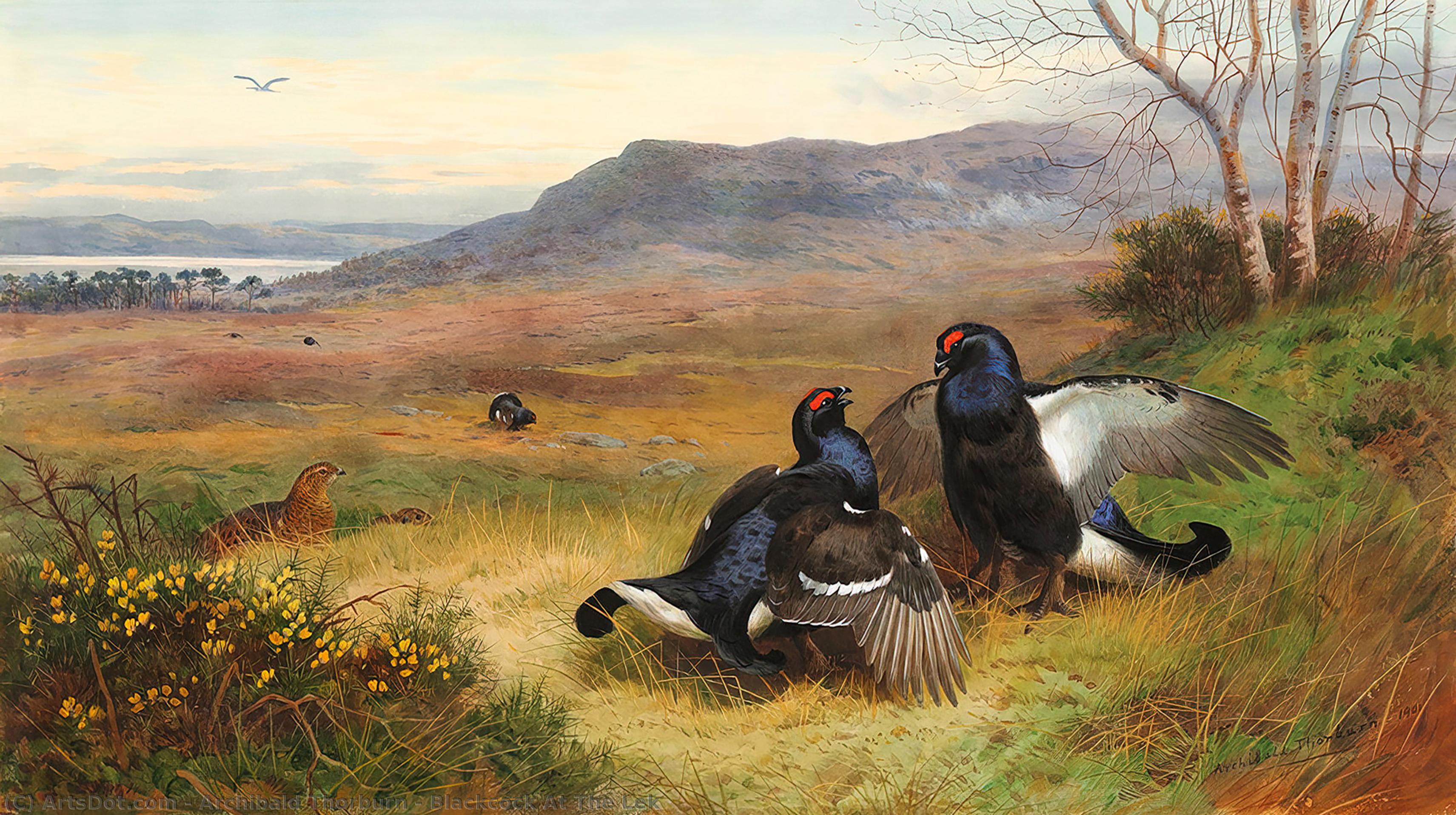Wikioo.org – L'Encyclopédie des Beaux Arts - Peinture, Oeuvre de Archibald Thorburn - Coq des bruyère à l Lek