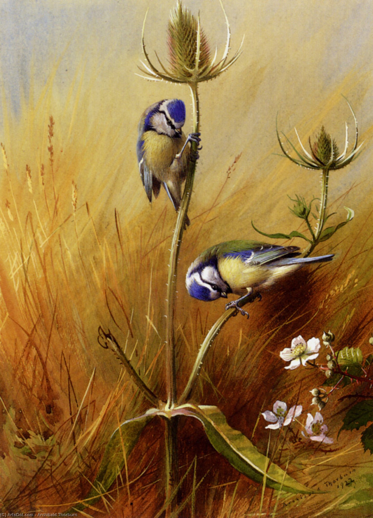 Wikioo.org - The Encyclopedia of Fine Arts - Painting, Artwork by Archibald Thorburn - Bluetits On A Teasel
