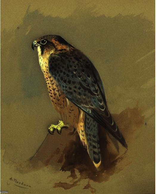 WikiOO.org - دایره المعارف هنرهای زیبا - نقاشی، آثار هنری Archibald Thorburn - British Peregrine Falcone