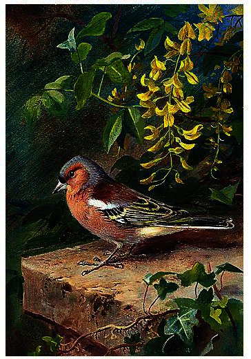 Wikioo.org - The Encyclopedia of Fine Arts - Painting, Artwork by Archibald Thorburn - Chaffinch