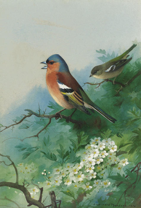 Wikioo.org - The Encyclopedia of Fine Arts - Painting, Artwork by Archibald Thorburn - Chaffinches Among Hawthorn