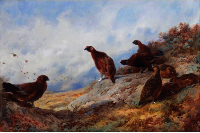 Wikioo.org - The Encyclopedia of Fine Arts - Painting, Artwork by Archibald Thorburn - Cock And Hen Red Grouse High On The Moor
