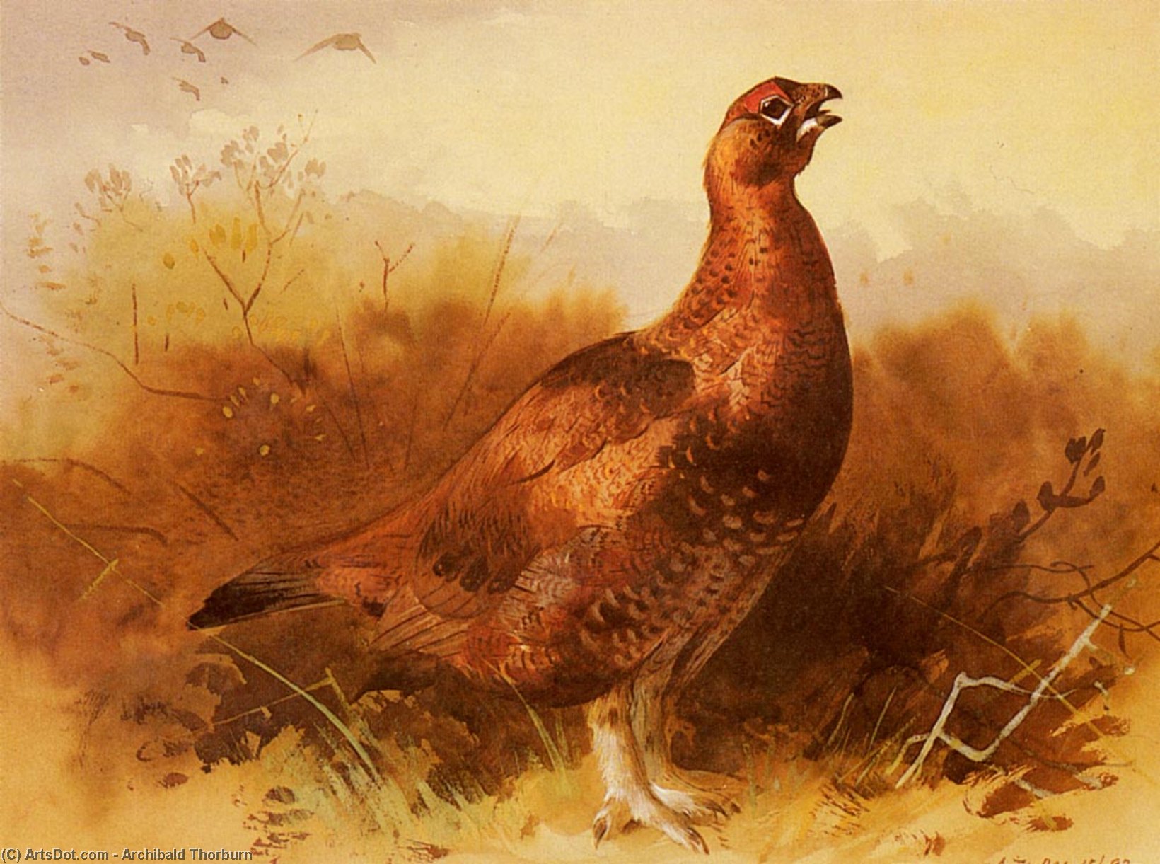 Wikioo.org - The Encyclopedia of Fine Arts - Painting, Artwork by Archibald Thorburn - Cock Grouse