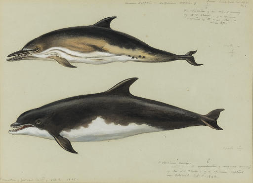 Wikioo.org - The Encyclopedia of Fine Arts - Painting, Artwork by Archibald Thorburn - Common Dolphin And Bottlenose Dolphin