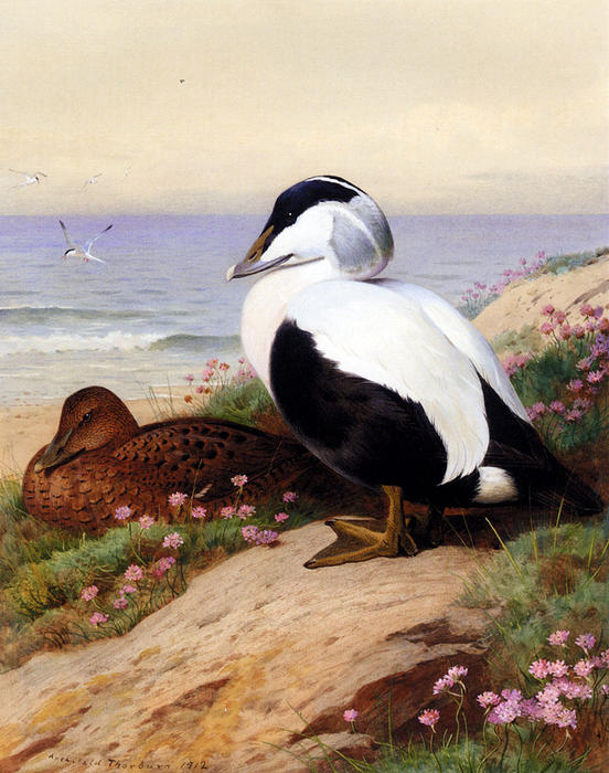 Wikioo.org - The Encyclopedia of Fine Arts - Painting, Artwork by Archibald Thorburn - Common Eider Ducks