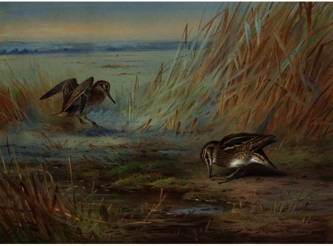 Wikioo.org - The Encyclopedia of Fine Arts - Painting, Artwork by Archibald Thorburn - Common Snipe On Marshland