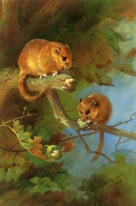 Wikioo.org - The Encyclopedia of Fine Arts - Painting, Artwork by Archibald Thorburn - Dormice