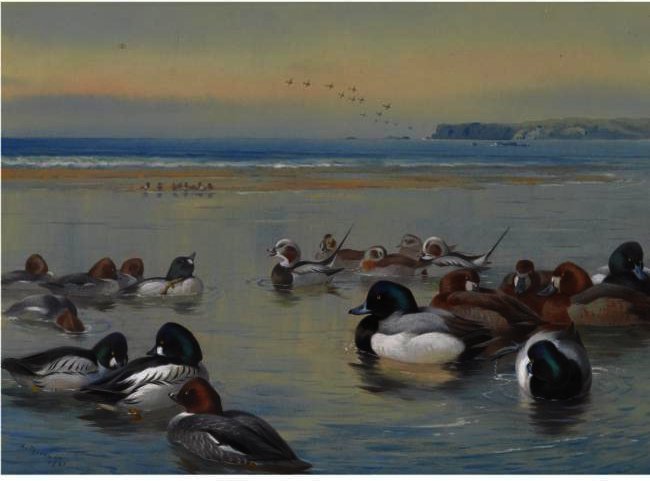 Wikoo.org - موسوعة الفنون الجميلة - اللوحة، العمل الفني Archibald Thorburn - Ducks Along The Shoreline