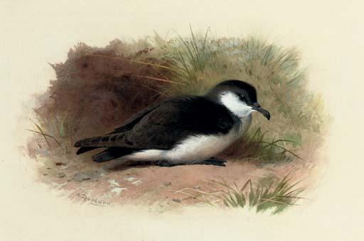 Wikioo.org - The Encyclopedia of Fine Arts - Painting, Artwork by Archibald Thorburn - Dusky Shearwater, Puffinus Obscurus