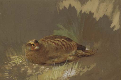 Wikioo.org - The Encyclopedia of Fine Arts - Painting, Artwork by Archibald Thorburn - Dusting Partridge 1