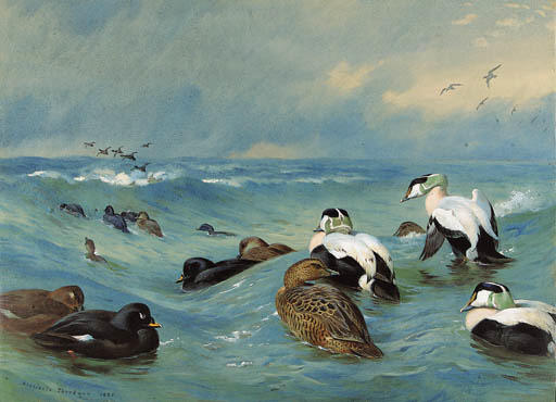 WikiOO.org - Enciclopédia das Belas Artes - Pintura, Arte por Archibald Thorburn - Eider And Scoter In Choppy Water