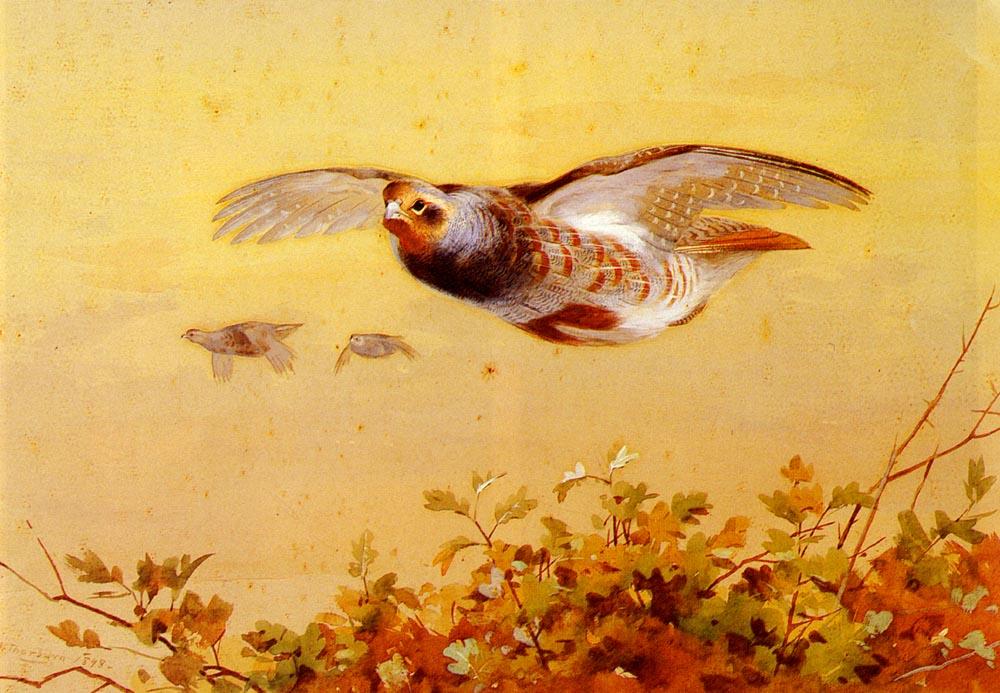 Wikioo.org - The Encyclopedia of Fine Arts - Painting, Artwork by Archibald Thorburn - English Partridge In Flight