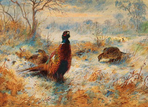 Wikioo.org - The Encyclopedia of Fine Arts - Painting, Artwork by Archibald Thorburn - Frost At Sunrise. Pheasant Amongst Bracken