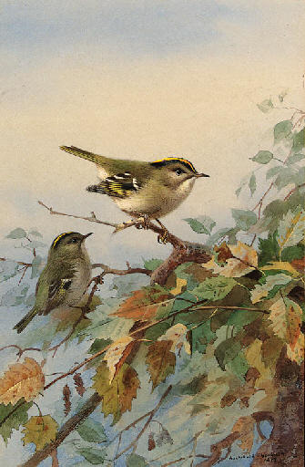 Wikioo.org - The Encyclopedia of Fine Arts - Painting, Artwork by Archibald Thorburn - Goldcrests