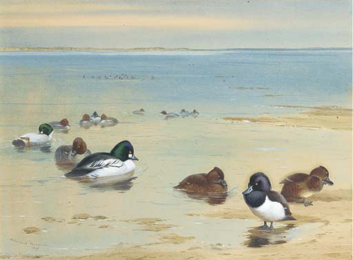 Wikioo.org - The Encyclopedia of Fine Arts - Painting, Artwork by Archibald Thorburn - Goldeneye And Tufted Duck